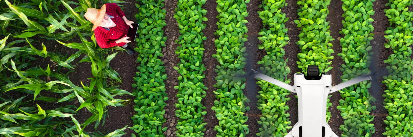 Overhead view of a small white drone above neat rows of leafy green crops, an operator at the edge of frame.