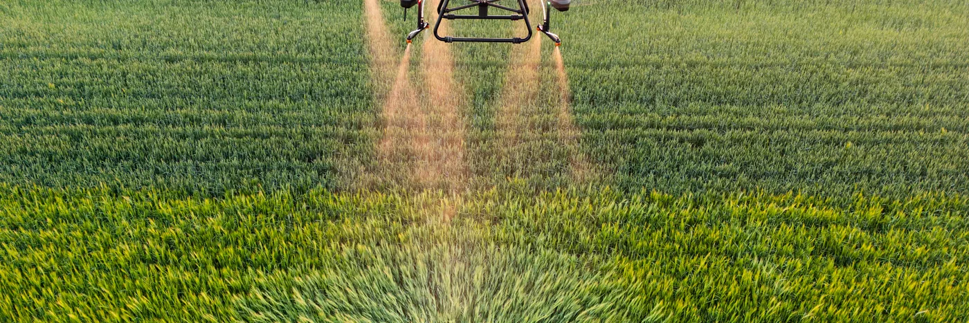 A spray drone laying down twin fans of spray across a green cereal field in low evening light.